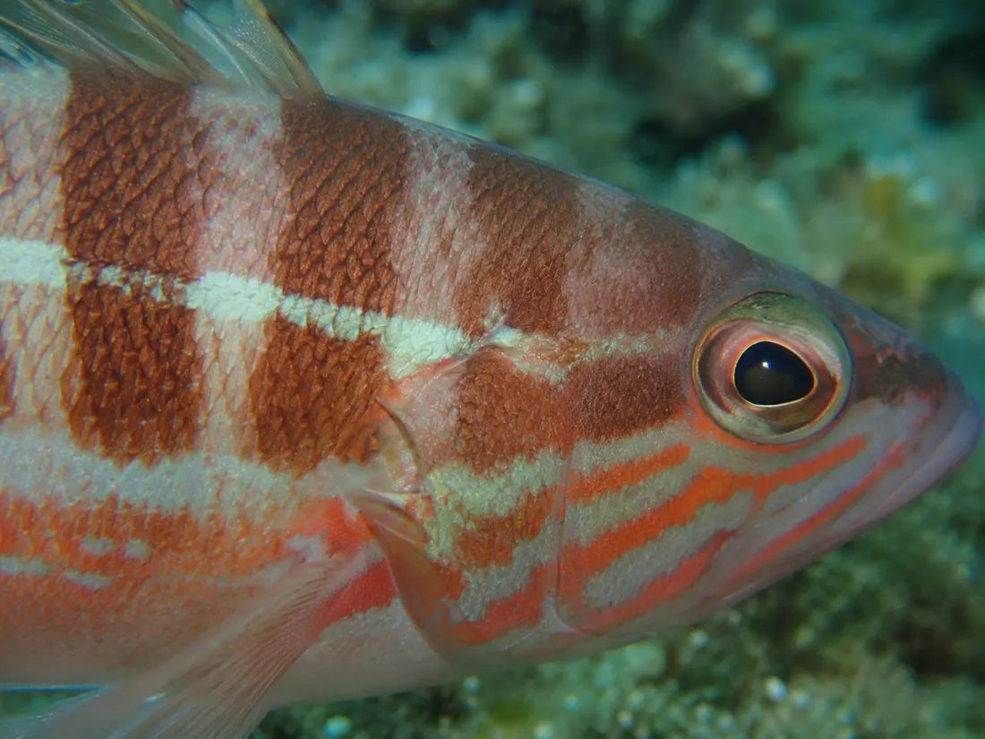 Perchia (Serranus cabrilla) in un dettaglio ravvicinato