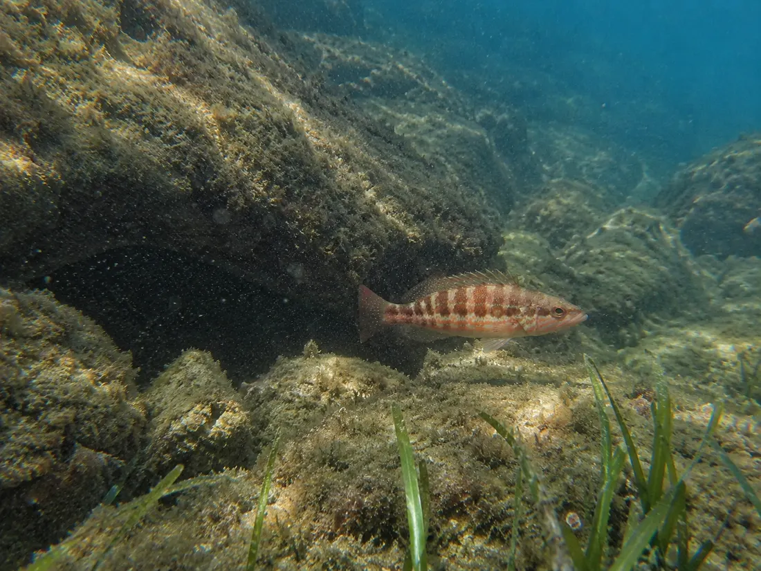 Perchia (Serranus cabrilla) nel suo habitat