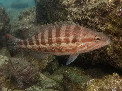 Perchia