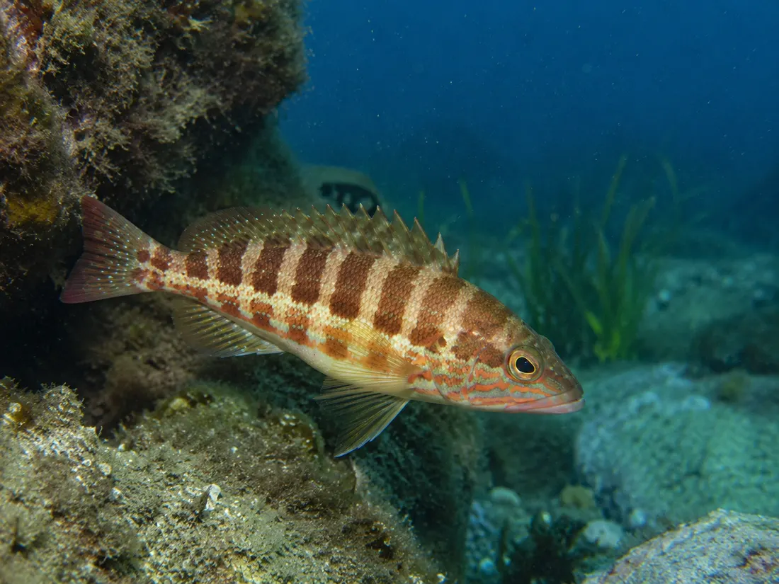 Perchia (Serranus cabrilla) in gruppo