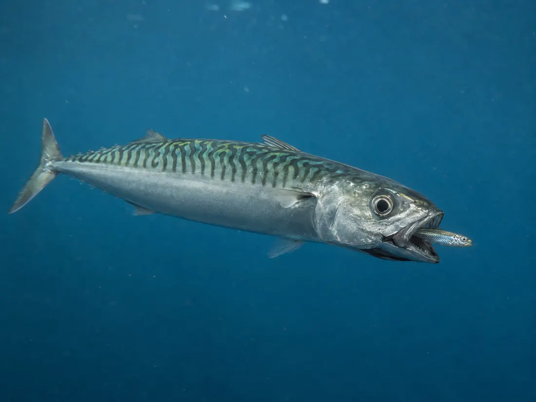 Sgombro (Scomber scombrus) in azione