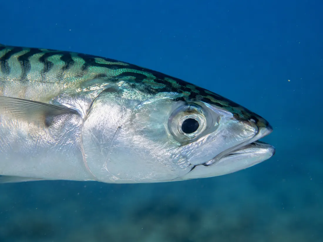Sgombro (Scomber scombrus) in un dettaglio ravvicinato