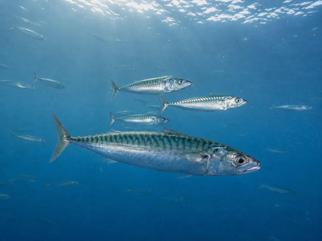 Sgombro (Scomber scombrus) nel suo habitat