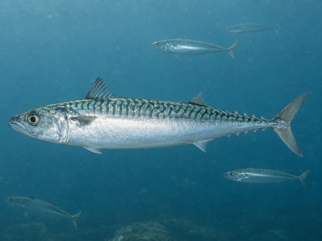 Sgombro (Scomber scombrus) in gruppo
