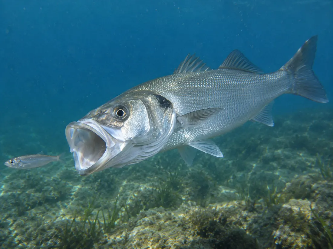 Spigola/Branzino (Dicentrarchus labrax) in azione