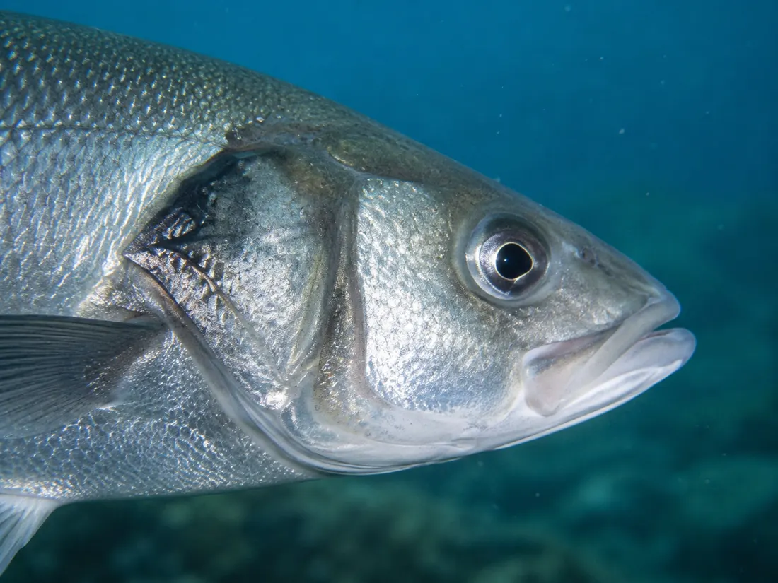 Spigola/Branzino (Dicentrarchus labrax) in un dettaglio ravvicinato