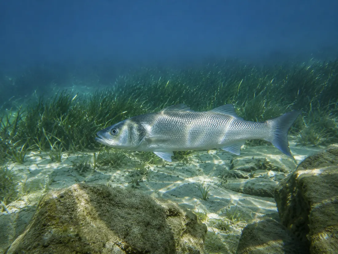 Spigola/Branzino (Dicentrarchus labrax) nel suo habitat