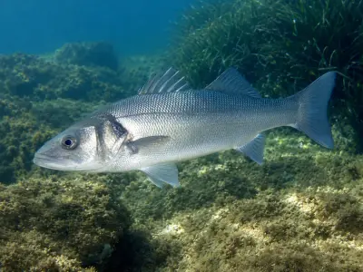 Spigola/Branzino