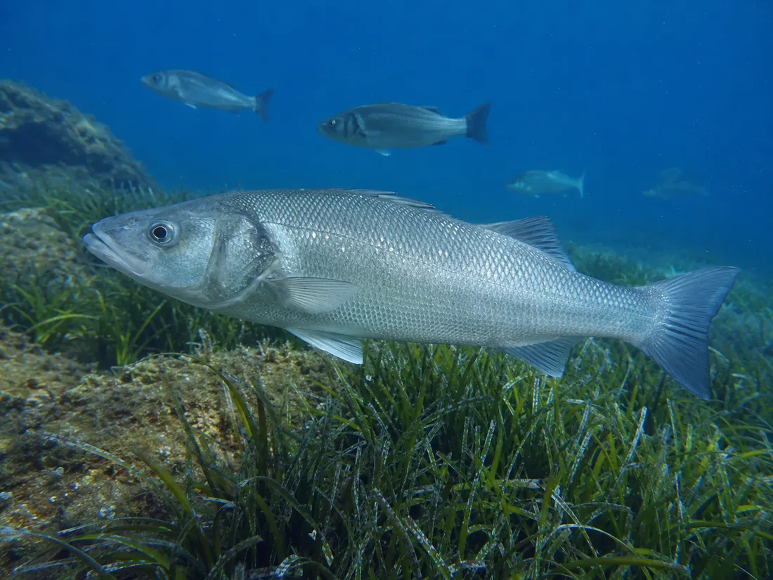 Spigola/Branzino (Dicentrarchus labrax) in gruppo