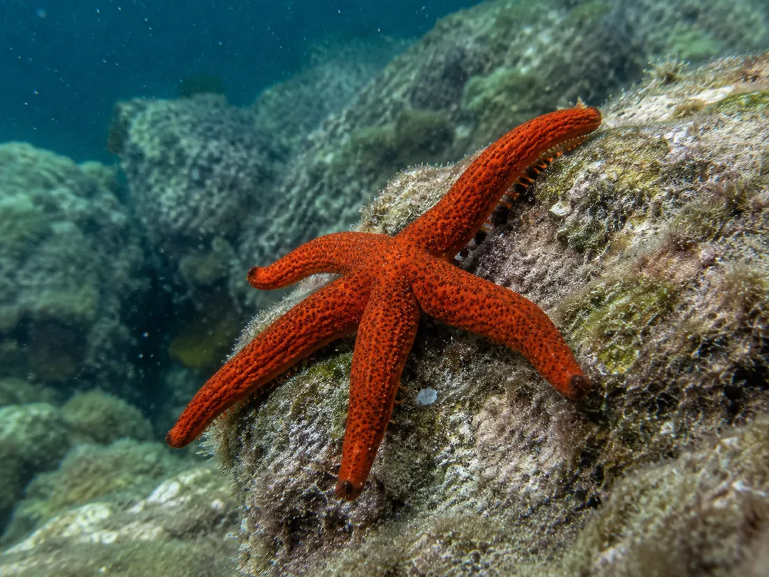 Stella marina rossa (Echinaster sepositus) in azione