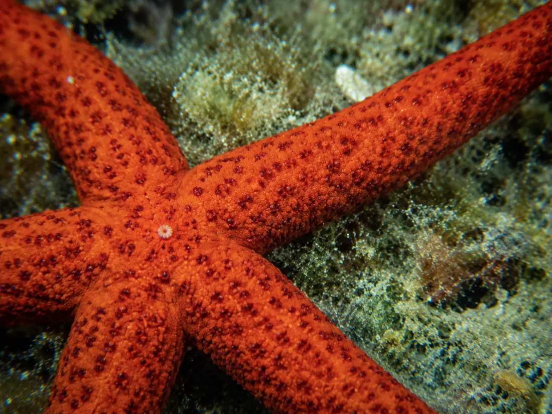 Stella marina rossa (Echinaster sepositus) in un dettaglio ravvicinato