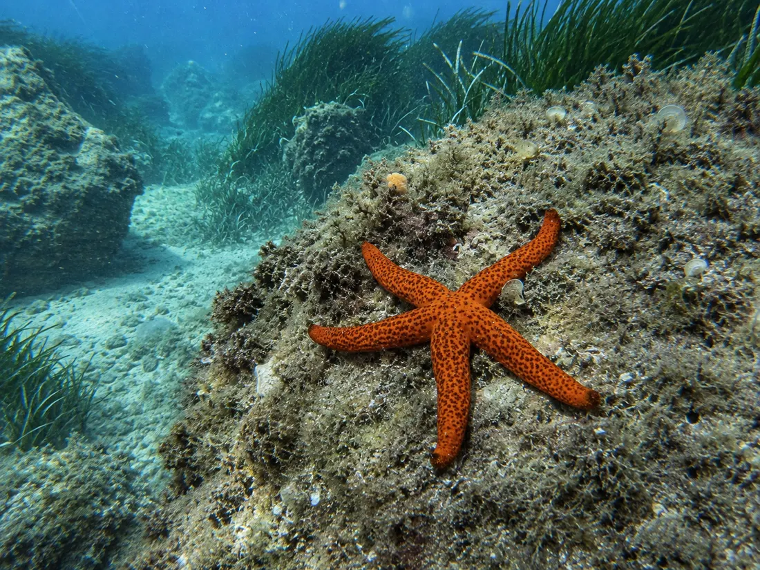 Stella marina rossa (Echinaster sepositus) nel suo habitat