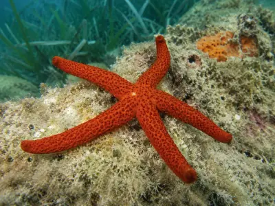 Stella marina rossa