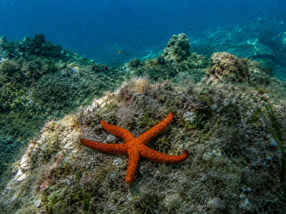 Stella marina rossa (Echinaster sepositus) in gruppo