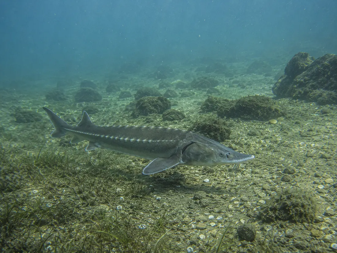 Storione comune (Acipenser sturio) nel suo habitat