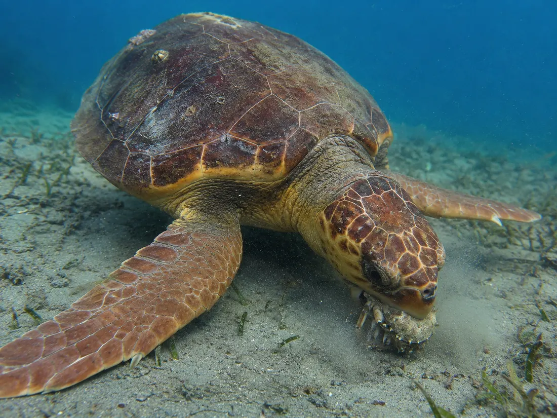 Tartaruga caretta (Caretta caretta) in azione