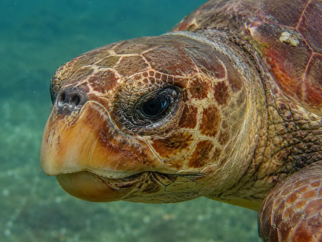 Tartaruga caretta (Caretta caretta) in un dettaglio ravvicinato