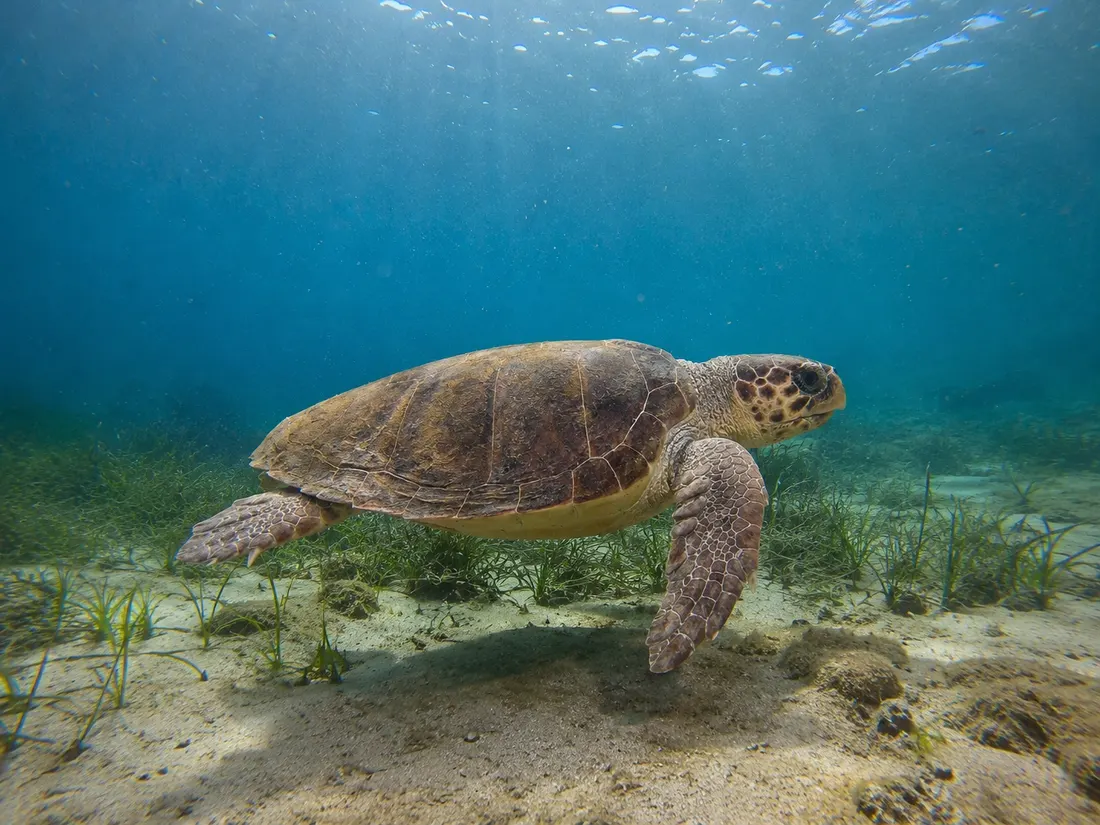 Tartaruga caretta (Caretta caretta) nel suo habitat