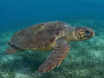 Tartaruga caretta