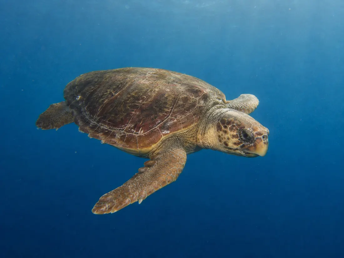 Tartaruga caretta (Caretta caretta) in gruppo