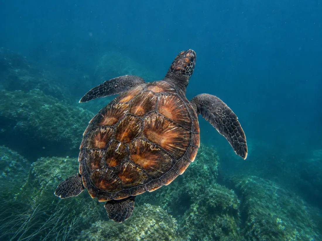 Tartaruga verde (Chelonia mydas) in azione