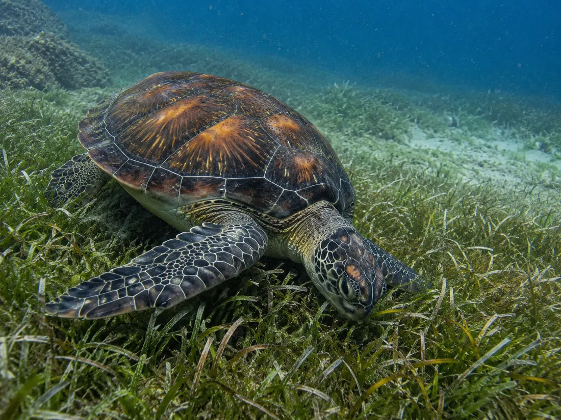 Tartaruga verde (Chelonia mydas) in azione