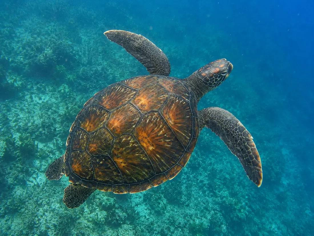 Tartaruga verde (Chelonia mydas) in un dettaglio ravvicinato