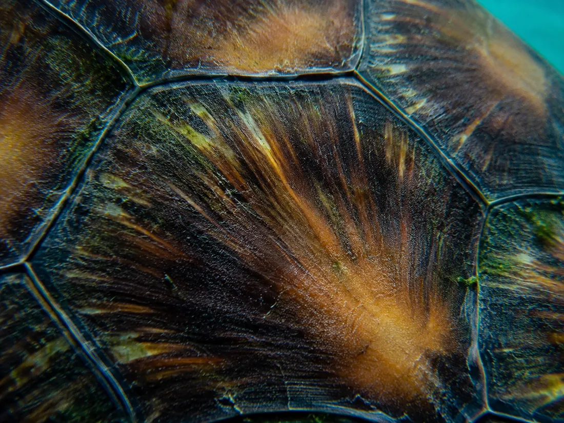 Tartaruga verde (Chelonia mydas) in un dettaglio ravvicinato