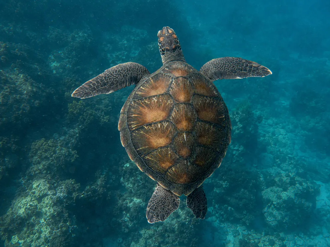 Tartaruga verde (Chelonia mydas) nel suo habitat