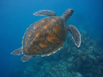 Tartaruga verde