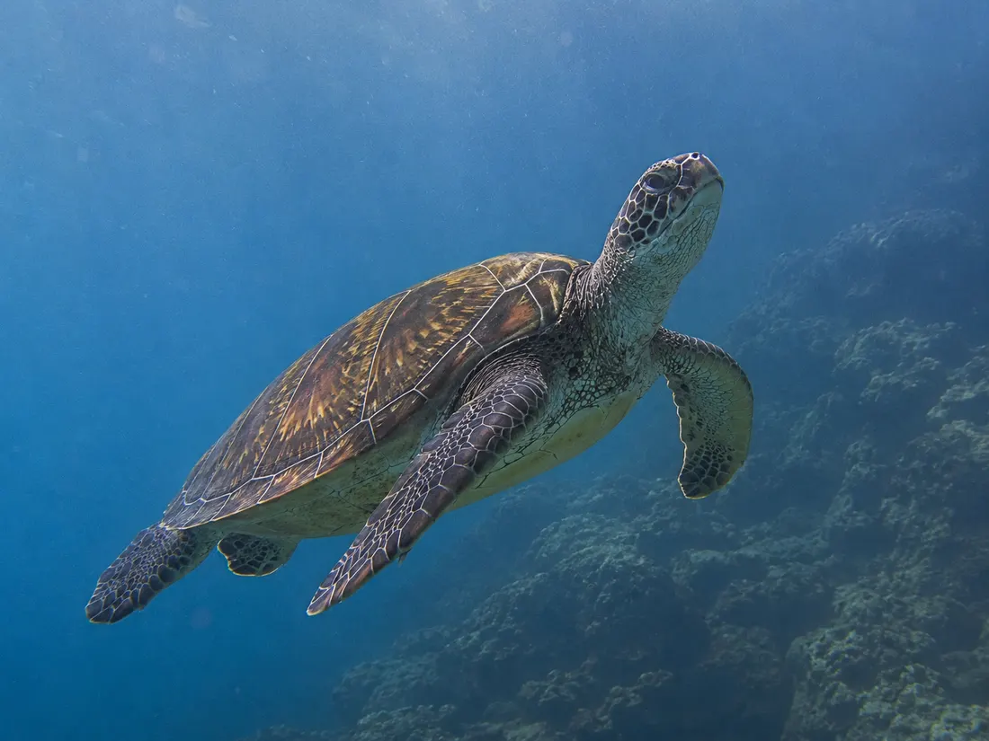 Tartaruga verde (Chelonia mydas) in gruppo