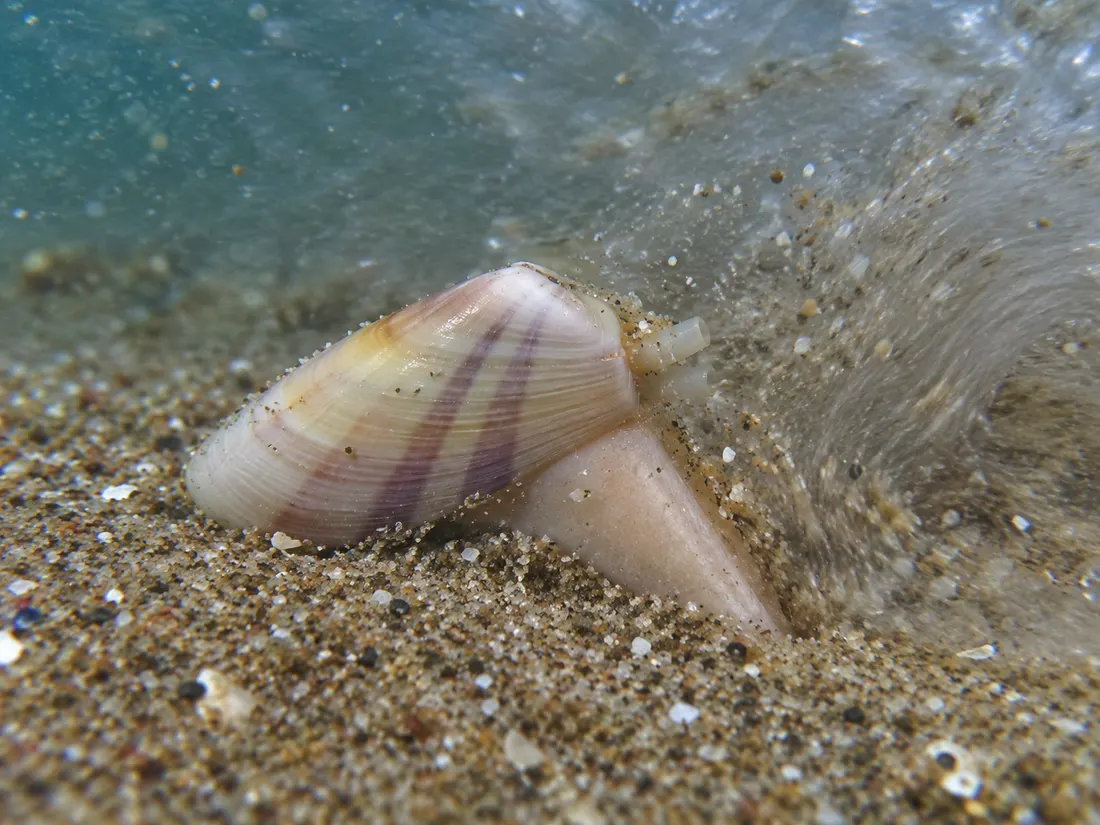 Telline (Donax trunculus) in azione