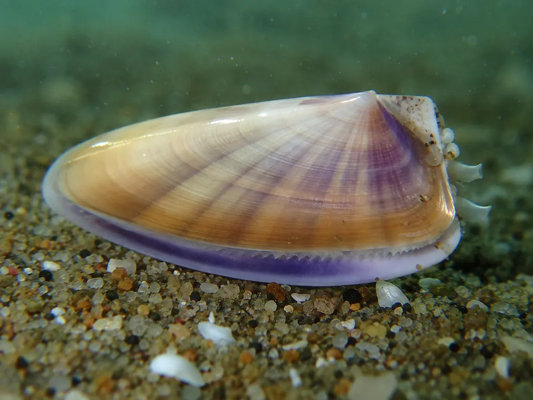 Telline (Donax trunculus) in un dettaglio ravvicinato