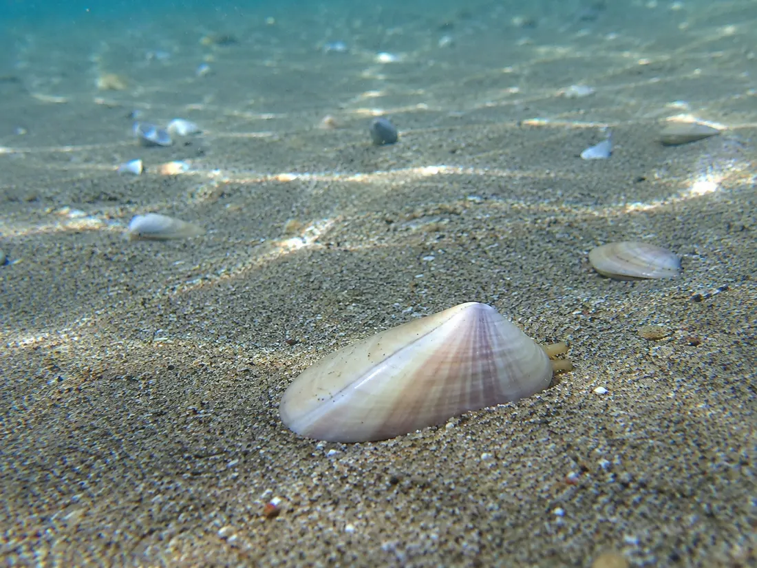 Telline (Donax trunculus) nel suo habitat