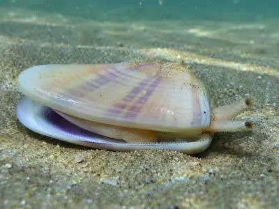Tellina