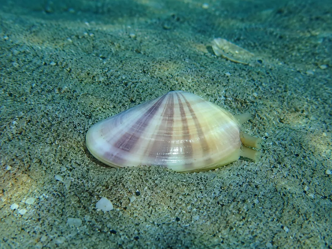 Telline (Donax trunculus) in gruppo