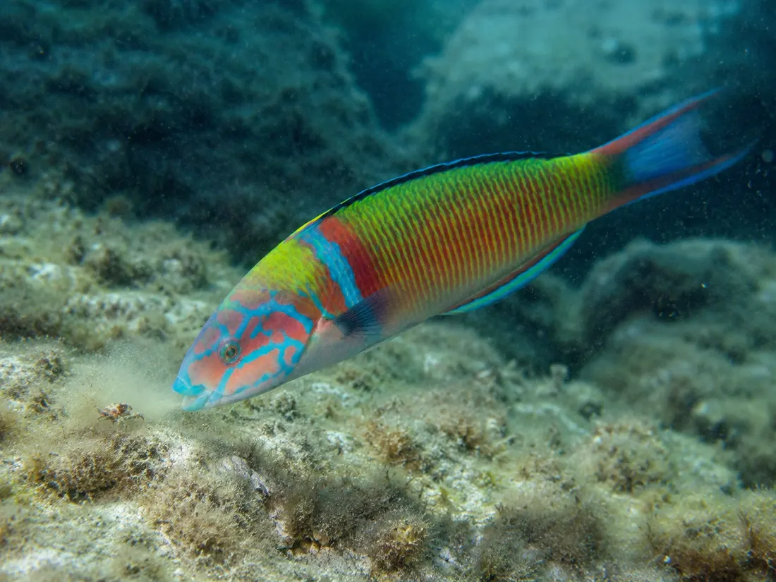 Donzella pavonina (Thalassoma pavo) in azione