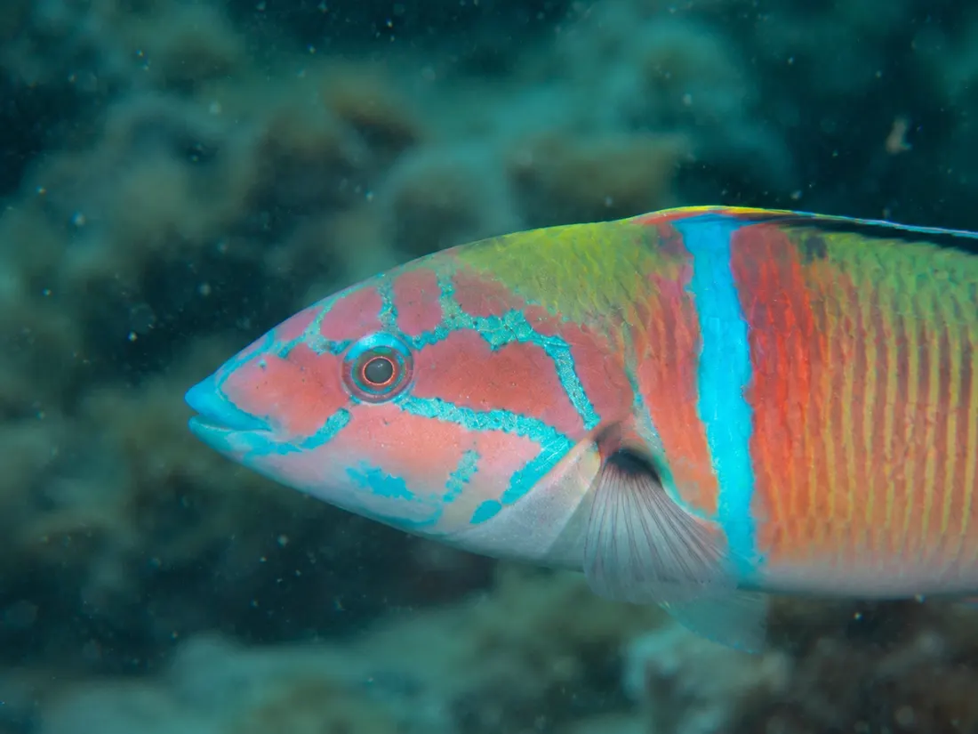 Donzella pavonina (Thalassoma pavo) in un dettaglio ravvicinato