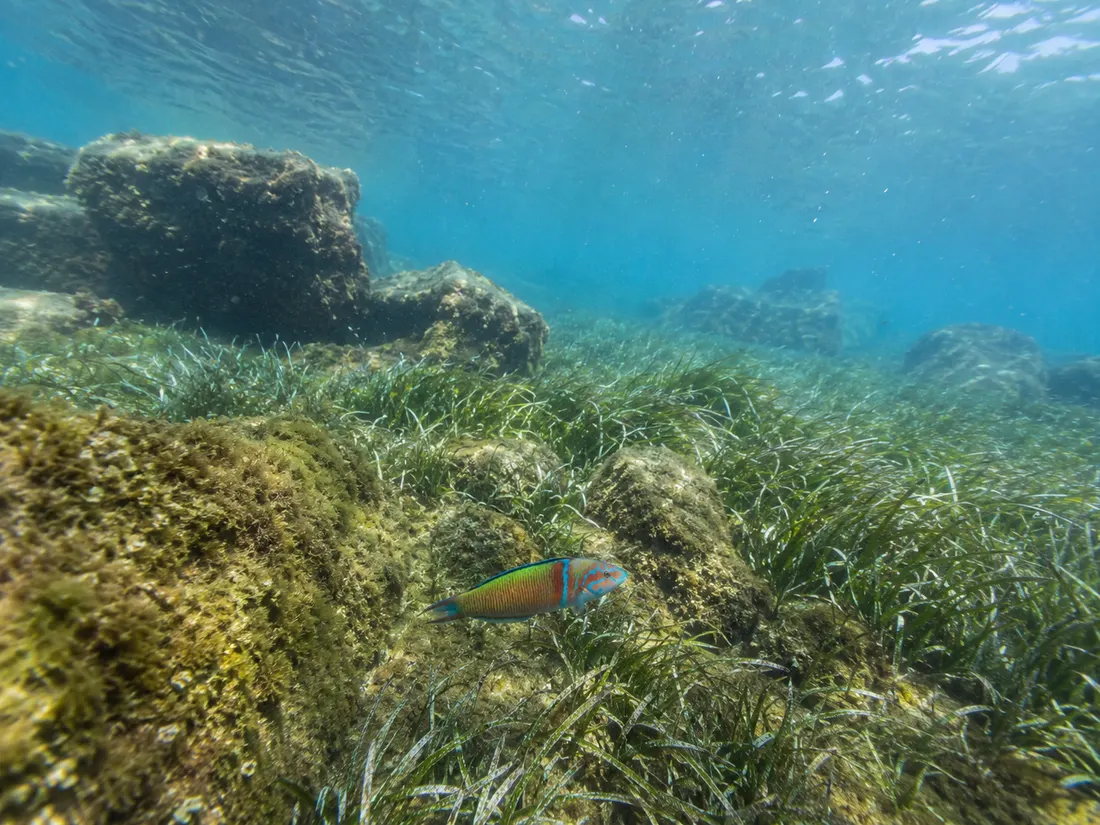 Donzella pavonina (Thalassoma pavo) nel suo habitat