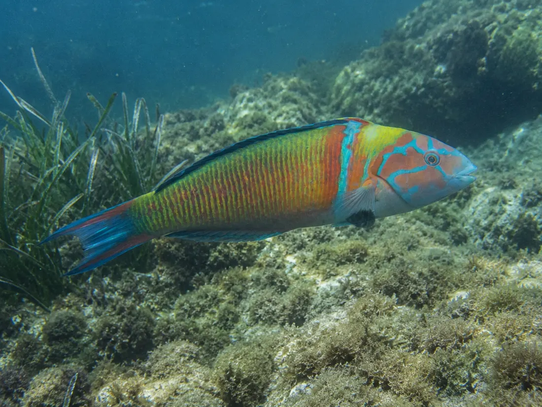 Donzella pavonina (Thalassoma pavo): esemplare fotografato