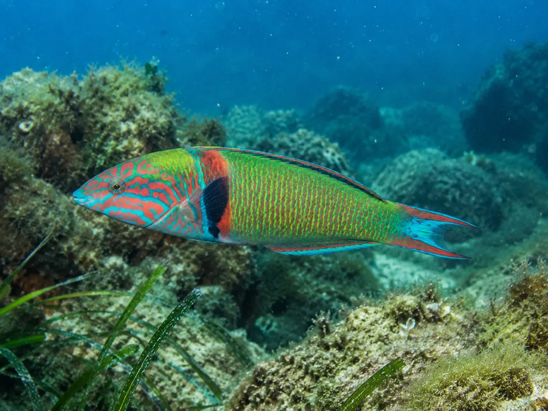 Donzella pavonina (Thalassoma pavo) in gruppo