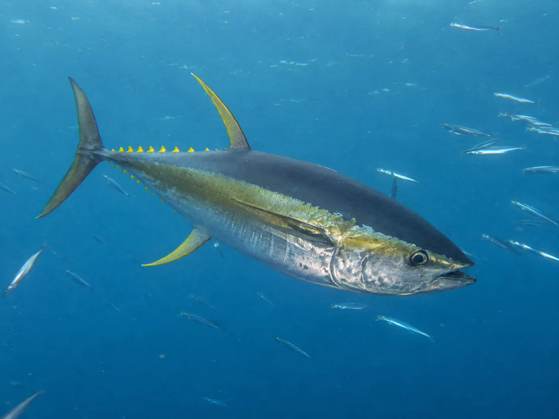 Tonno albacora (Thunnus albacares) in azione
