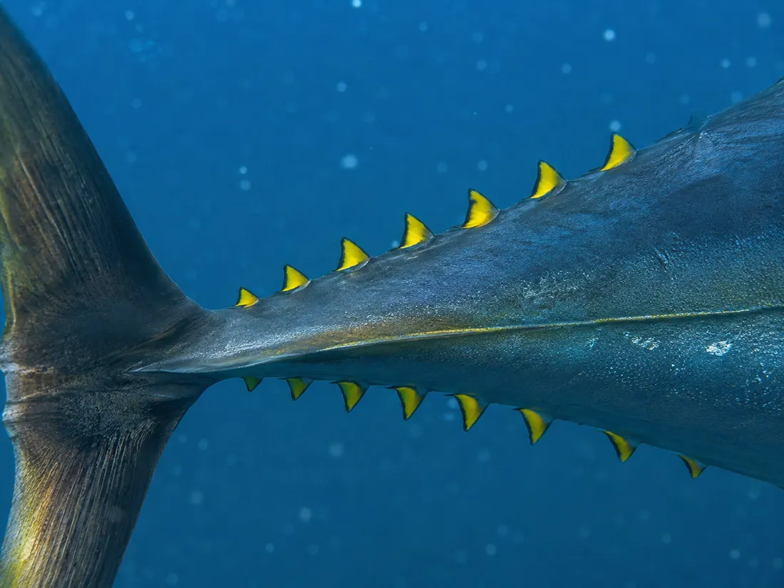 Tonno albacora (Thunnus albacares) in un dettaglio ravvicinato