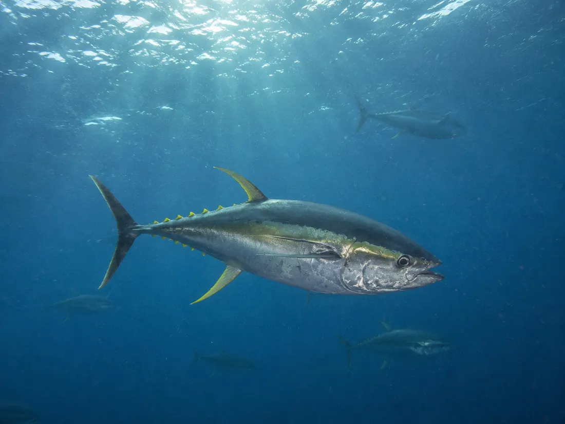 Tonno albacora (Thunnus albacares) nel suo habitat