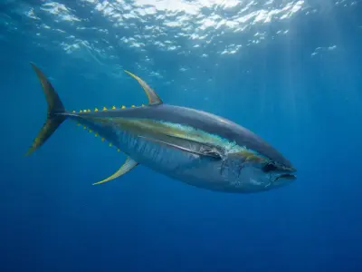 Tonno albacora