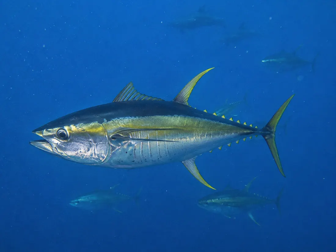 Tonno albacora (Thunnus albacares) in gruppo