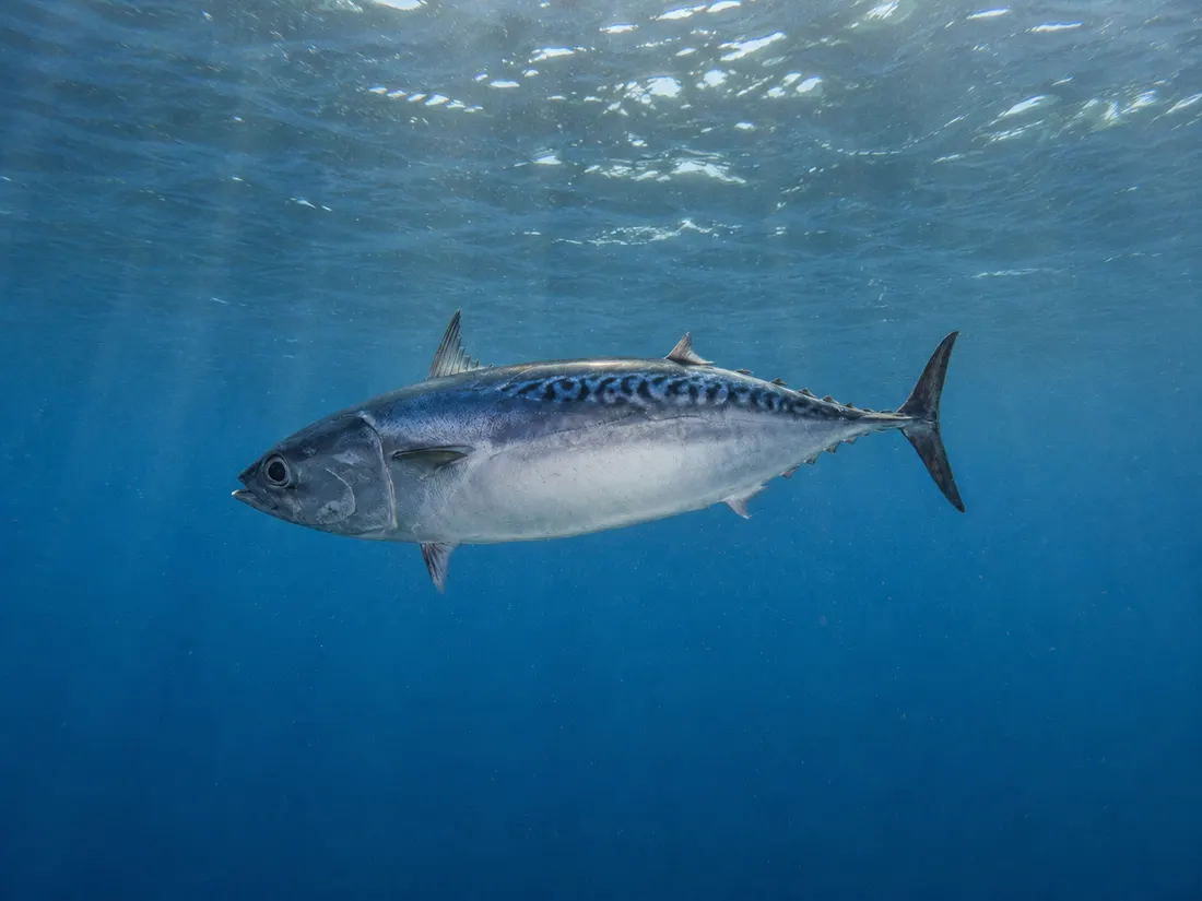 Tombarello (Auxis rochei) nel suo habitat