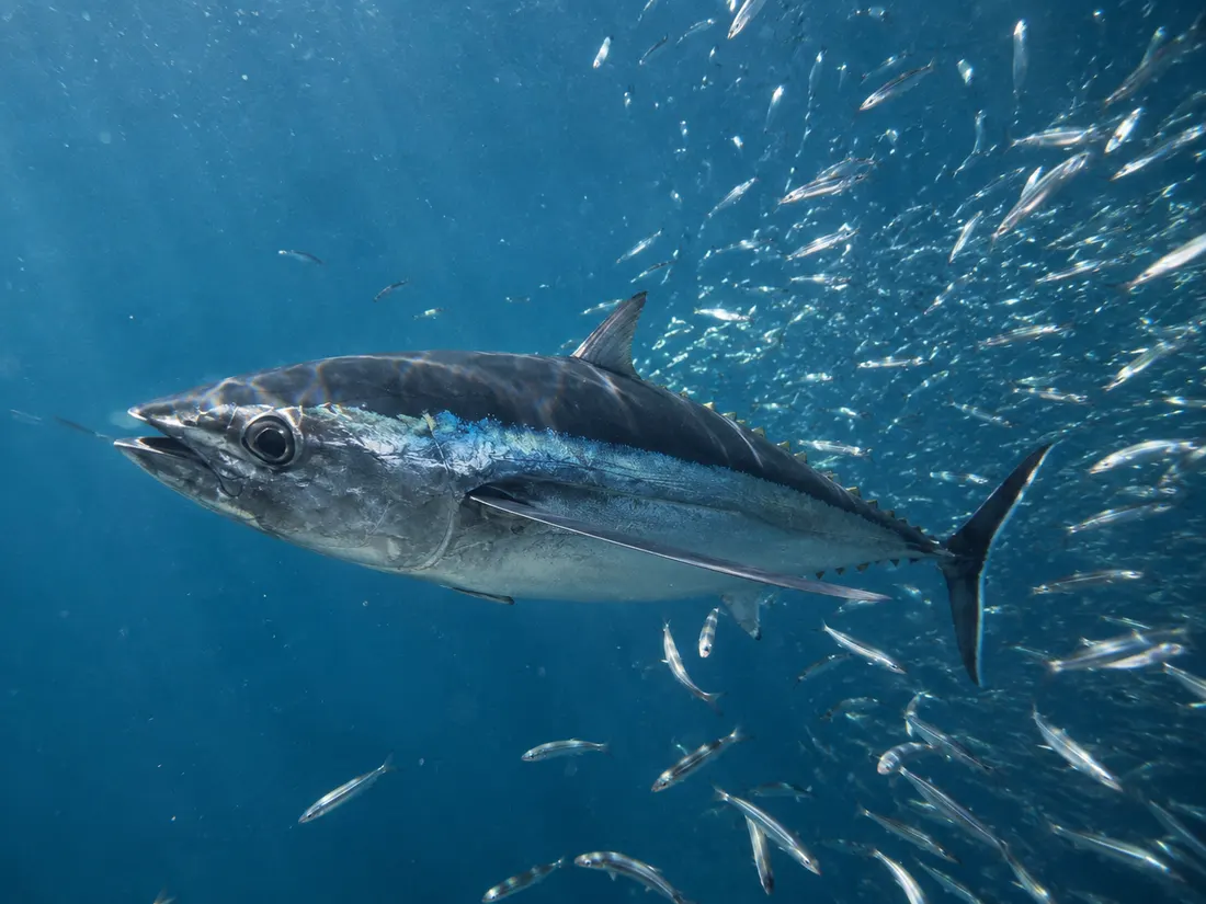 Tonno alalunga (Thunnus alalunga) in azione