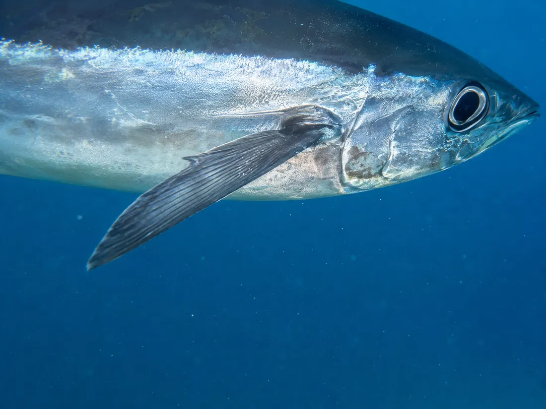 Tonno alalunga (Thunnus alalunga) in un dettaglio ravvicinato