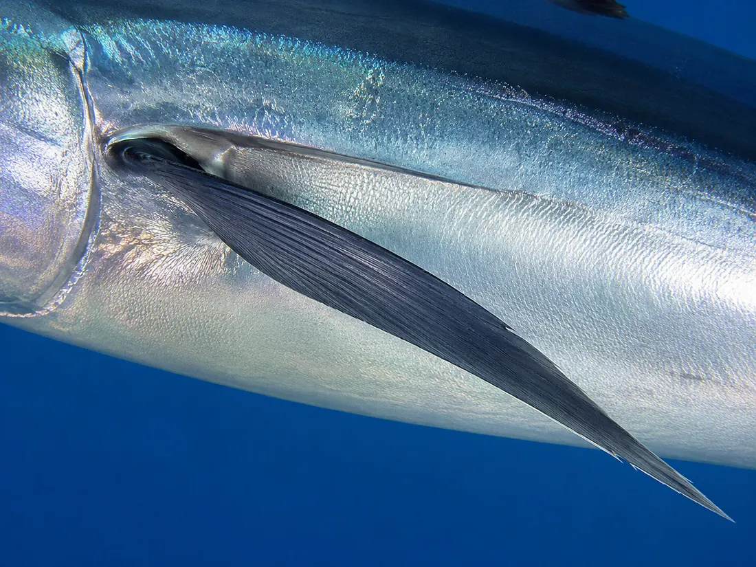 Tonno alalunga (Thunnus alalunga) in un dettaglio ravvicinato